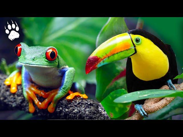 COSTA RICA : Ultimate Biodiversity Sanctuary  - Animal Documentary - AMP