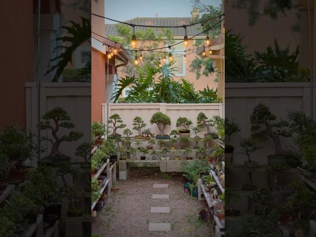 Spring nights in the bonsai garden #bonsai #bonsaitree #garden #gardening #bonsaigarden #plants