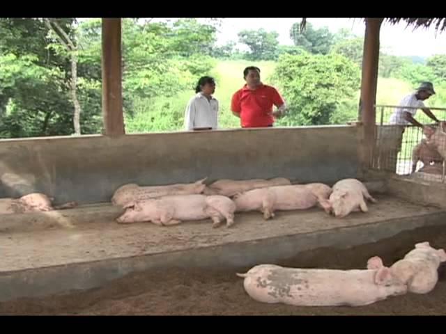 Babuyang Walang Amoy/Profitable Innovative Growing System/Natural Hog Raising in Tagaytay Part 2