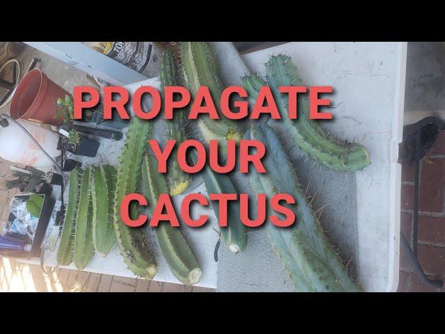 Easily propagate single columnar a cactus