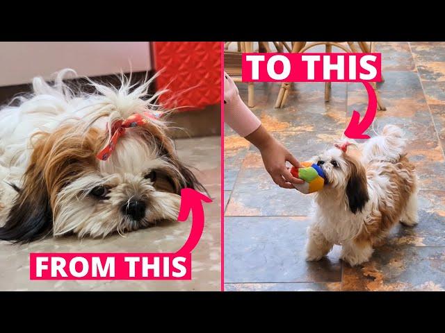 How to Make Your Shih Tzu Confident?