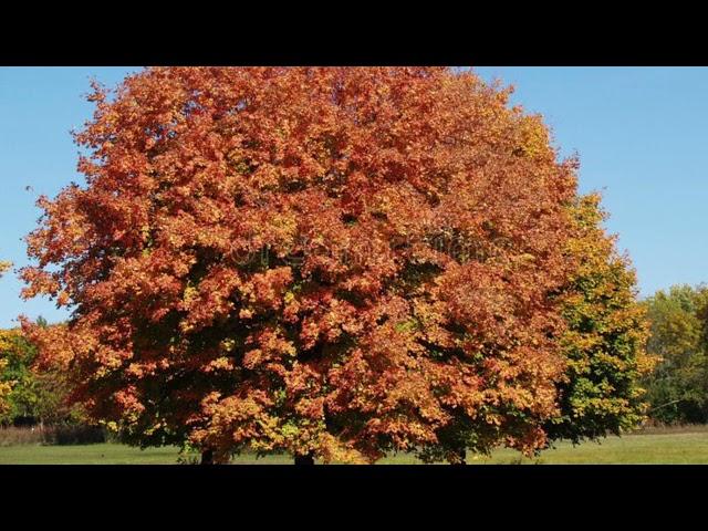 Spaziergänge in einigen Parks von Hamburg im Herbst 2021