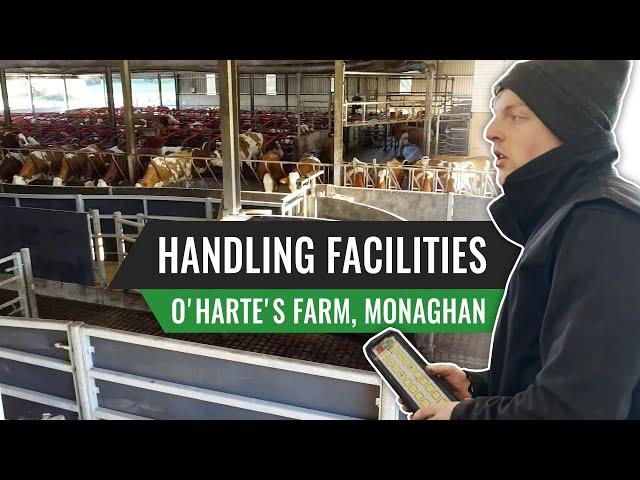 Handling Facilities with O'Harte's Farm, Monaghan