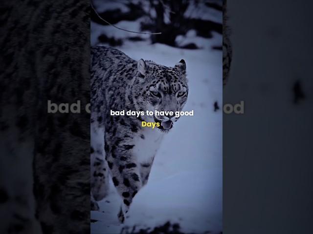 Sigma Rule bad days to have good days #motivation #motivationalquotes #shorts