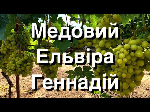 Медовий, Ельвіра, Геннадій