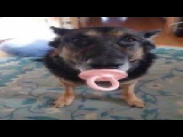 Top 5 dog
