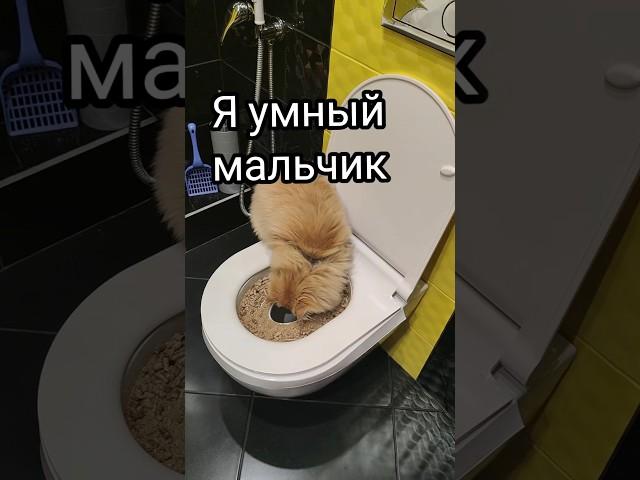Обучение кота к унитазу. Раунд 3 - ️ #Персик #кот #котенок #унитаз #туалет #Persik #cat #kitten