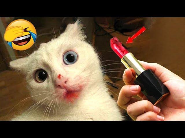 Funniest Animals 2023  New Funny Cats and Dogs  Part 11