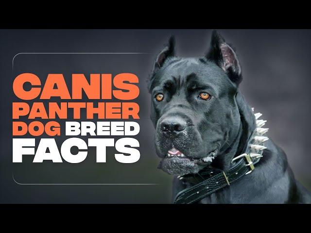 Canis Panther DOG : Everything YOU Need to Know