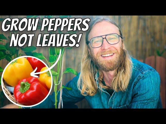 10 PEPPER MISTAKES Will DESTROY Your Harvest ️