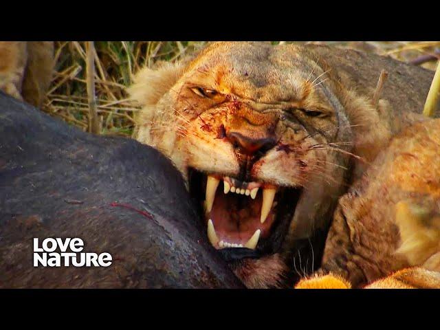 Lion Dynasty: A Matter of Pride | Love Nature