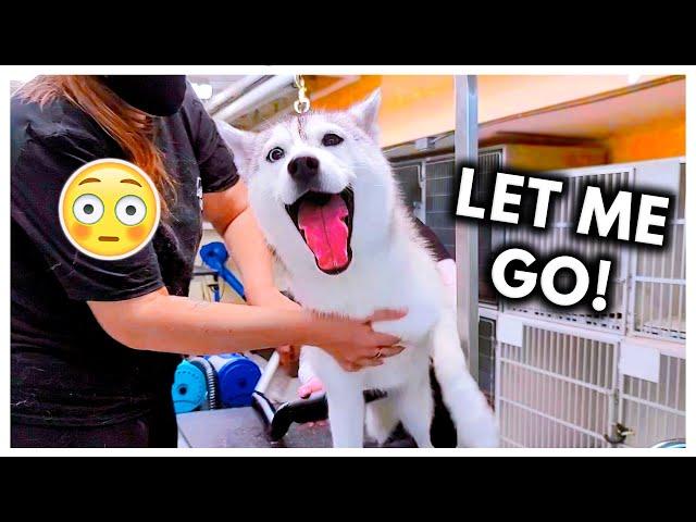 Dramatic Husky Has ANOTHER MELTDOWN at Groomers! (headphone warning)