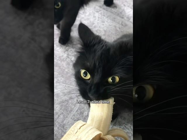 Are you hungry? #cute #audio #music #cats #cat #kitten #tiktok #fyp #shorts