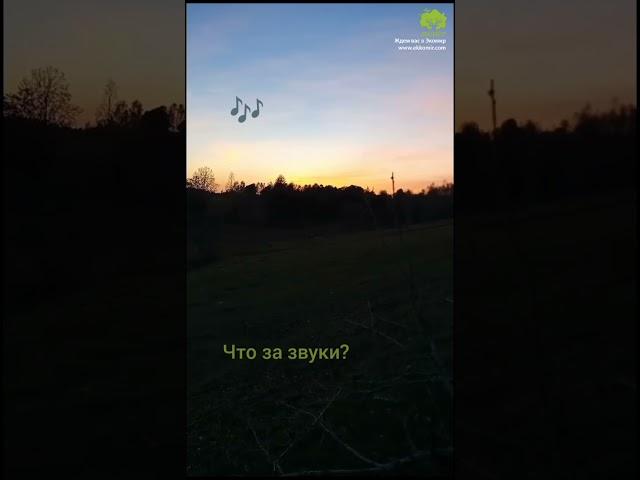 Что за звуки?