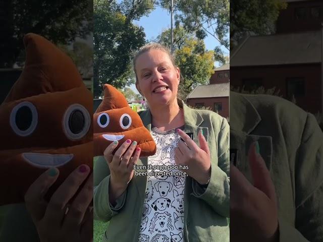 Why do dogs eat poo? with Dr Mia Cobb, Melbourne Veterinary School
