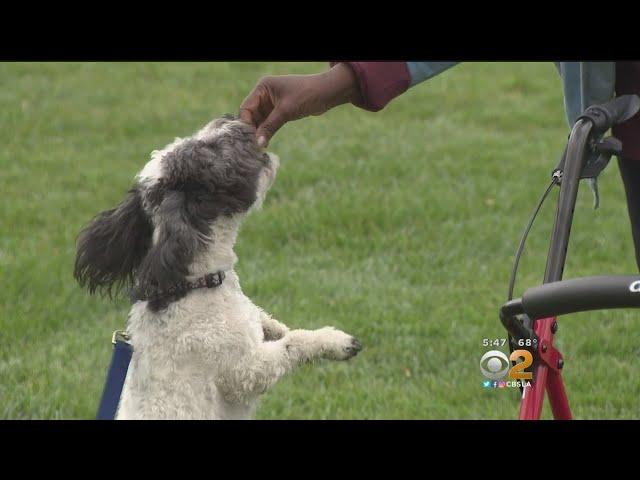 2 On Your Side: Mobile Pet Grooming