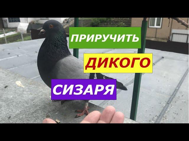 Ну дай поглажу! Сизарь злится. Как приручить дикого голубя сизаря. Продолжение.