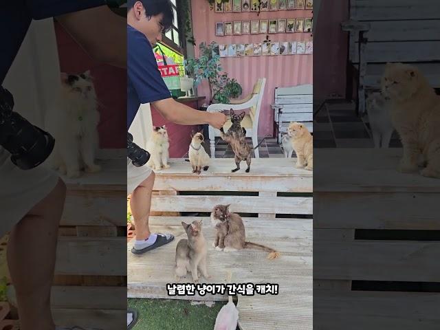 우리나라에 있는 고양이섬 고양이역 카페