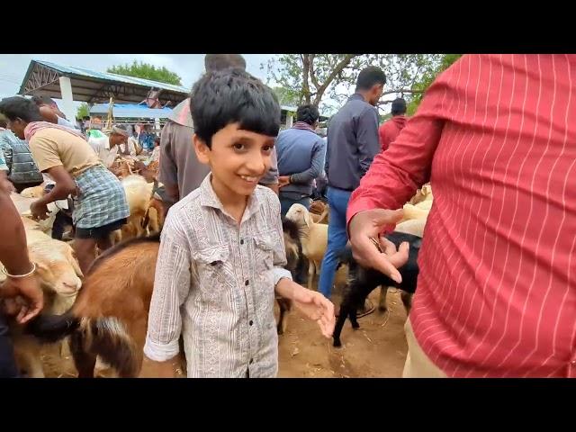 H cross Sheep And Goat Market | Hindiganala Sheep And Goat bazaar 26 May 2025 nearing bakrid Part 1