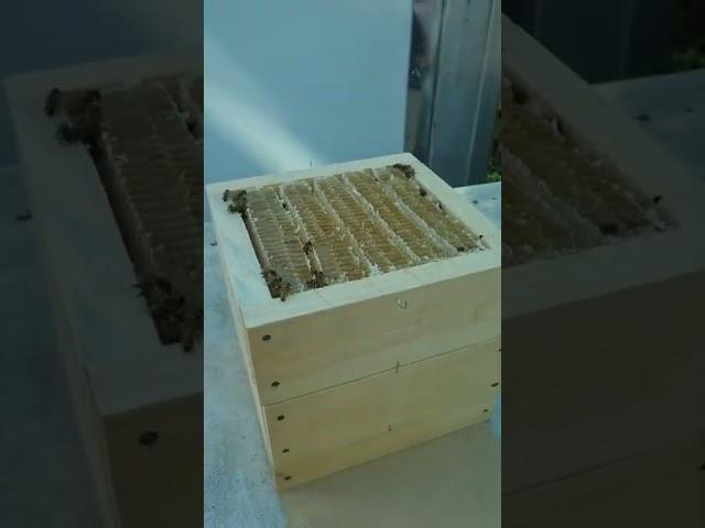태초에 자연 그대로의 벌꿀#청정토봉#양봉#