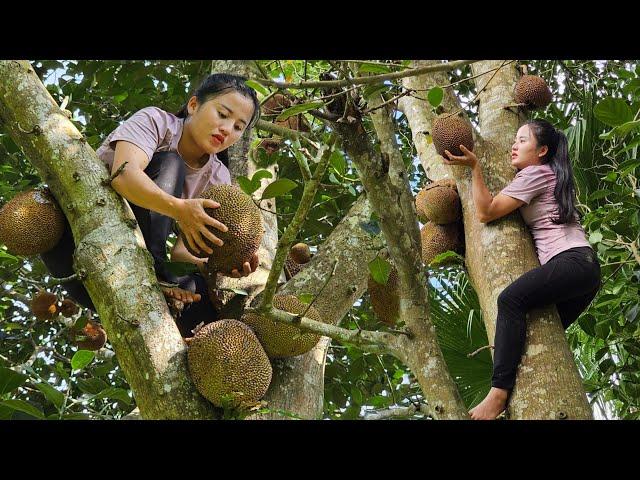 Poor girl - harvesting jackfruit, going to the market to sell, looking source for water and cooking