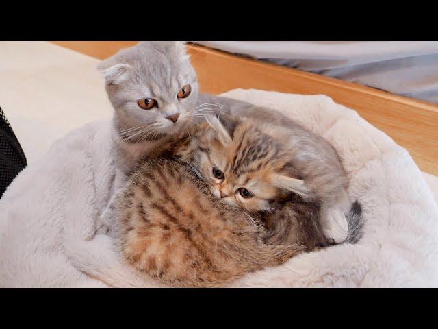 The kitten that won't leave its mother when it's time to go out is so cute