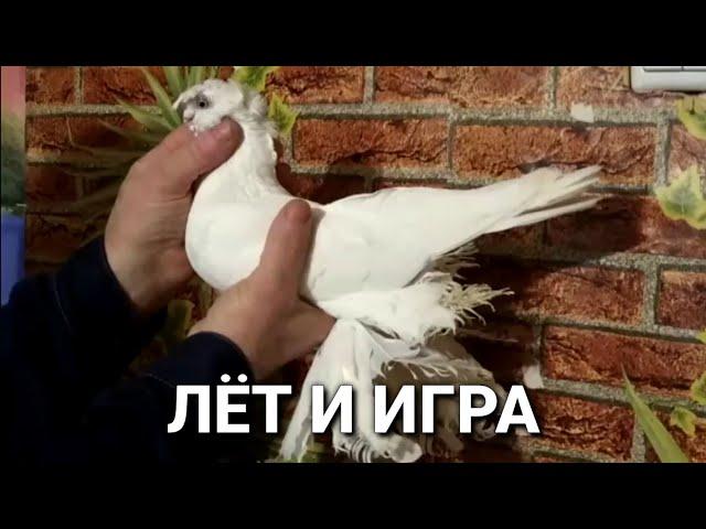 Красавцы лёт и игра дорогие голуби для души 24 часа. Двухчубые голуби. Tauben. Pigeons
