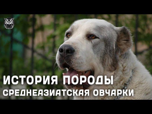 ИСТОРИЯ ПОРОДЫ СРЕДНЕАЗИАТСКАЯ ОВЧАРКИ ( Алабай ) #animals #dog #alabay #сао