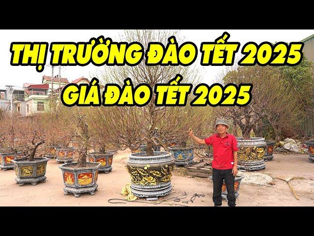 Thị trường đào tết 2025, giá đào tết, báo giá đào tết, đào tết 2025 có rẻ không