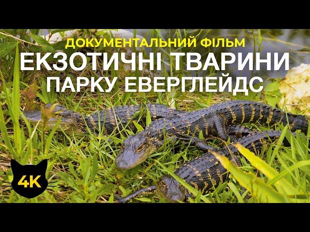Екзотичні тварини парку Еверглейдс - Алігатори, ламантини та черепахи - Документальний фільм 4К