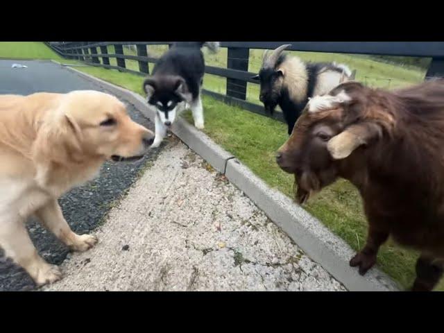 Retriever And Malamute Puppy Meet Tiny Goats! (Cutest Ever!!)