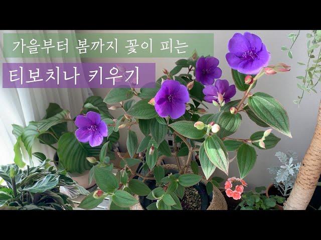 [키우기 쉬운 식물] 커다란 보라색 꽃과 벨벳같은 잎, 빨간 매력이 있는 티보치나 tibouchina  해충박멸