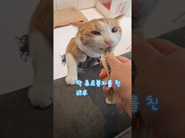 겁먹고 엄살 부린 집사 #이루#고양이 #cat #tv동물농장