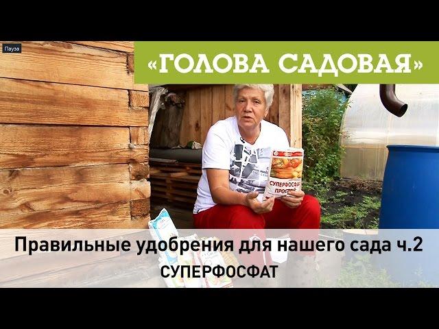 Голова садовая - Правильные удобрения для нашего сада ч.2 (Суперфосфат)