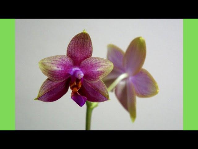 Worth the hype? Rare. Hard to Find. Orchid Phalaenopsis Sweet Memory 'M' | Orchid Care Tips