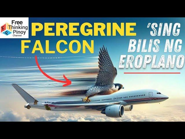 Ang IBON NA KASING BILIS NG JET PLANE | PEREGRINE FALCON