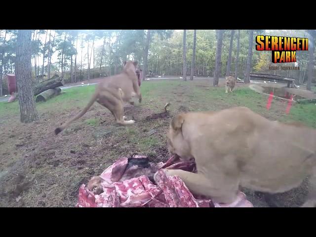 Löwenfütterung hautnah - im Serengeti-Park