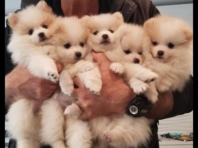 cute funny Pomeranian puppies videos compilation