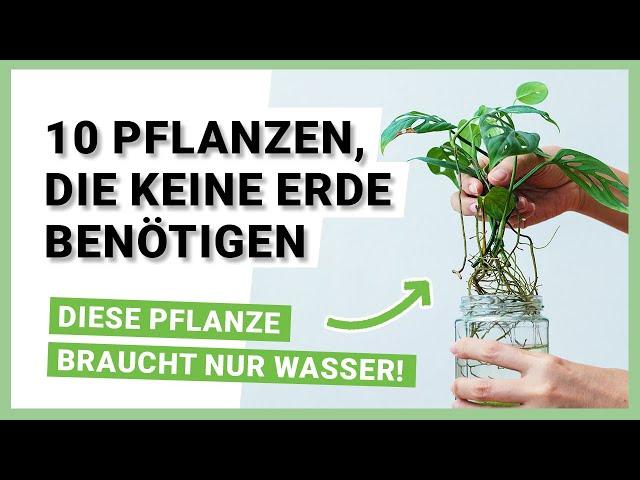 10 Pflanzen, die keine Erde benötigen und im Wasser wachsen - Hydrokultur