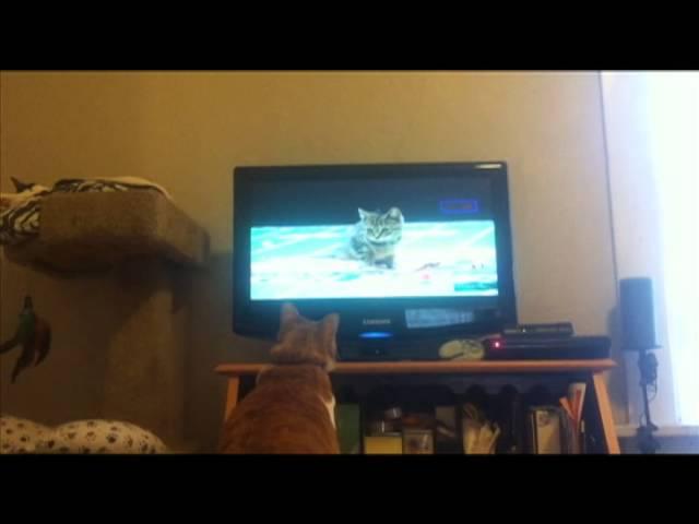 Marmalade's Kitten Bowl Cuteness!