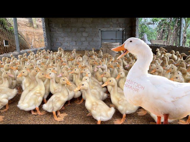 Duck - Raise ducklings from small to mature - Ducks - The duck