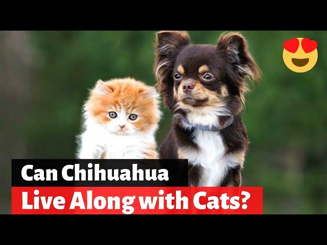 Are Chihuahua good with cats? Little Paws Training