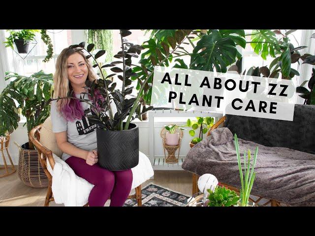 All about ZZ plant care, including my raven & chameleon ZZ plants!