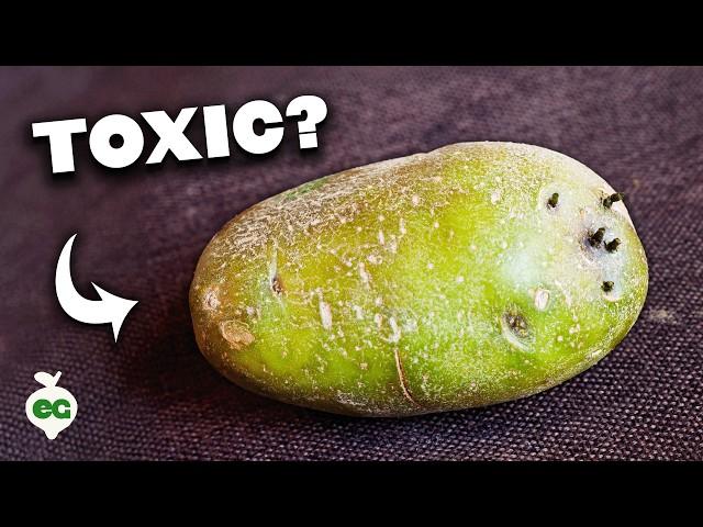 STOP Believing These Potato Growing Myths!