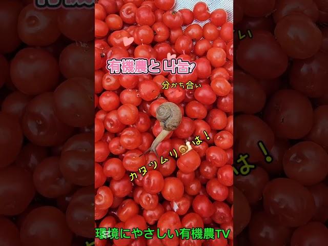 유기농과 나눔  オーガニックと分かち合い  Organic and Sharing  유기농이란 이런 것인가? 나눔의 참 행복은 과연? 아무튼 실천이 가장 중요!!!