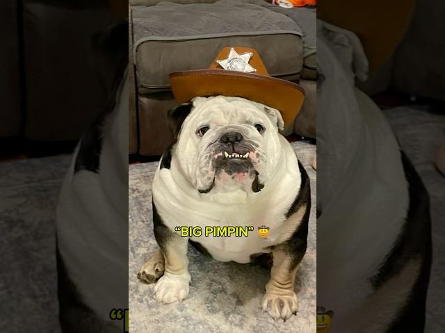 Ladies man  #viralshort #dogshorts #dog #bulldog #explore #fyp #foryou #funny #doggielife