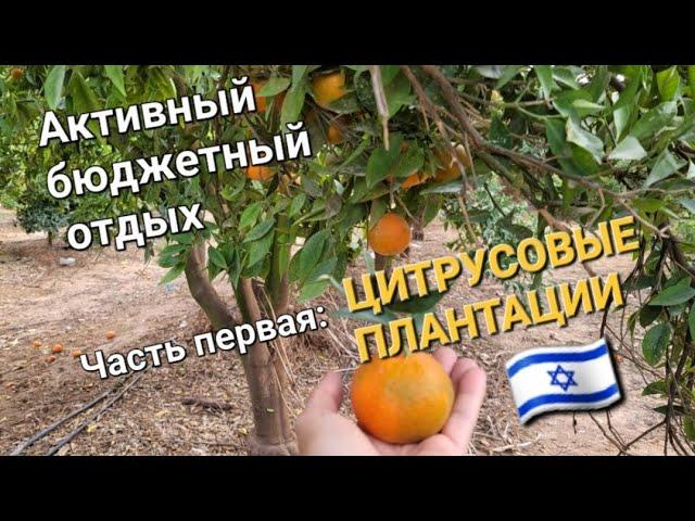 Отдыхаем активно, бюджетно и вкусно! Цитрусовые плантации Нетании. Часть первая