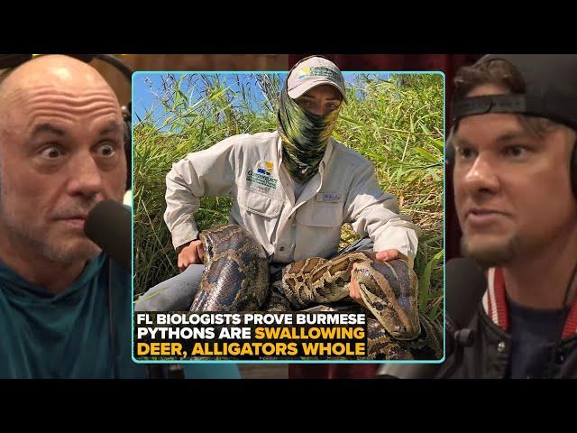 Florida Has A Serious Problem With Burmese Pythons “THEY EAT ALLIGATORS” | Joe Rogan