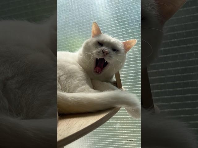 구름이방금일어남 #cat #고양이 #고양이유튜브 #반려묘 #코리안숏헤어 #다묘일상 #귀여운영상 #오드아이 #치즈태비 #파이아이 #고양이 #고양이일상 #고양이집사 #고양이유튜버