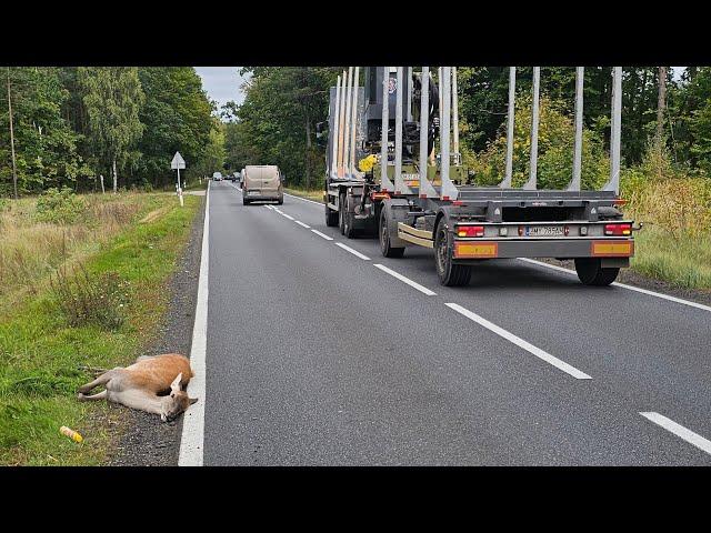 Leśna przygoda #445 Bliskie spotkanie z Łanką zeszłoroczną